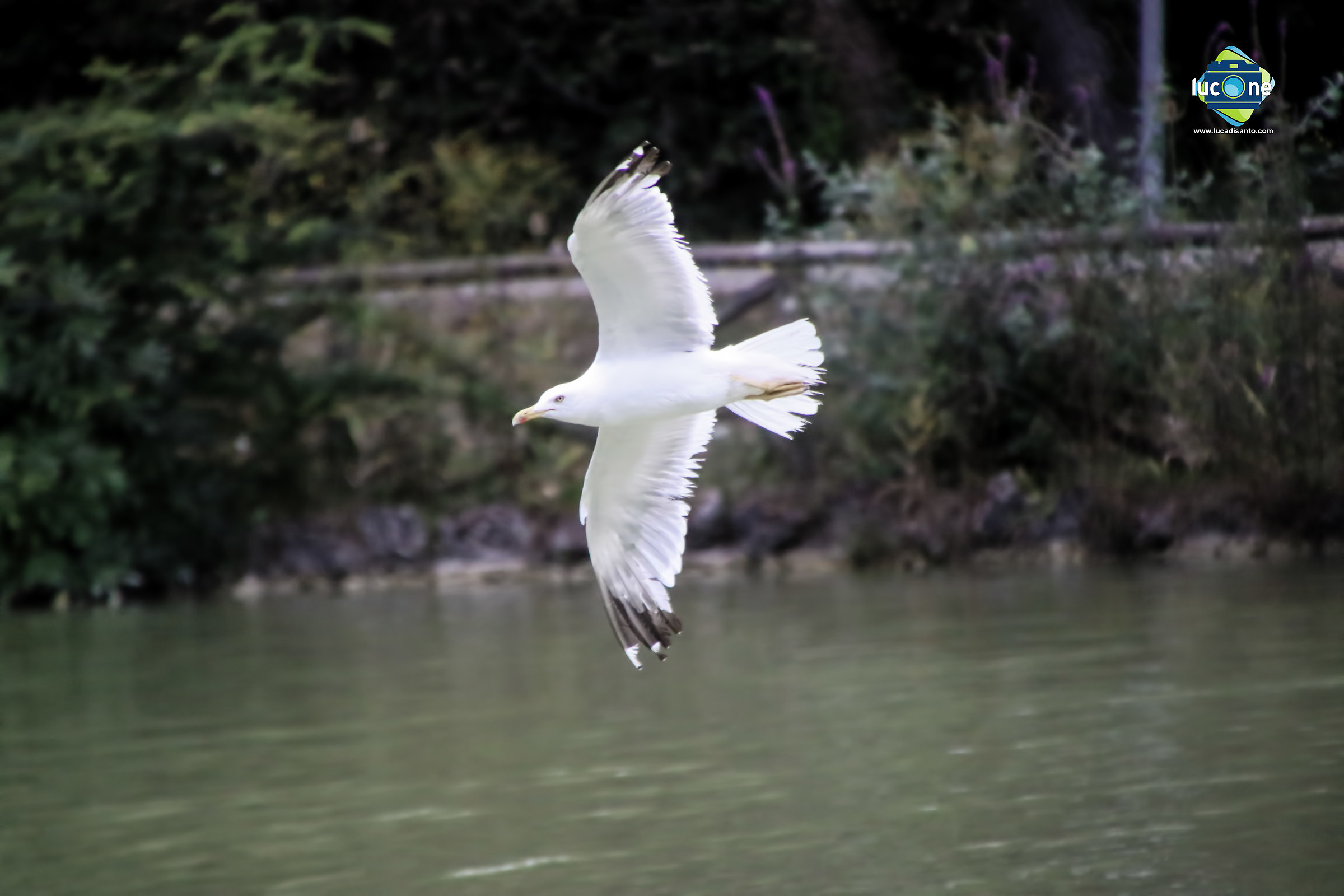 Gull in flight