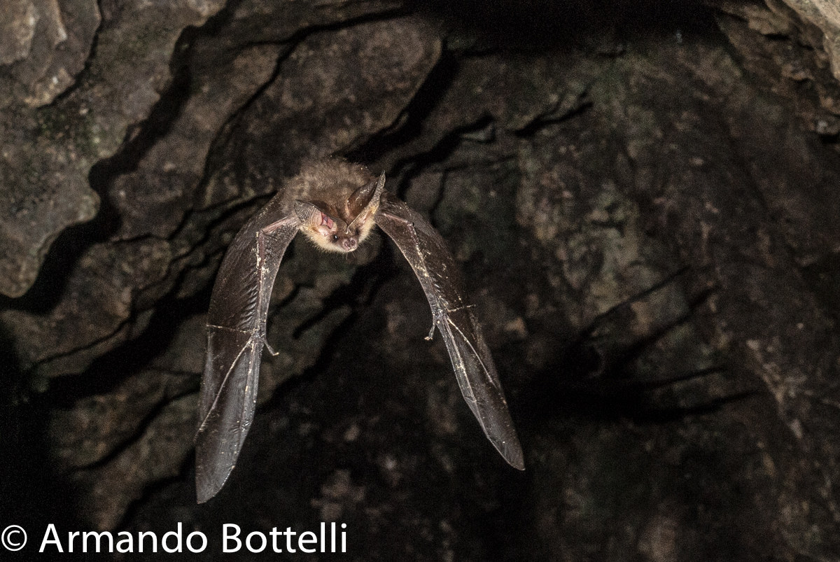 Bat to the Campo dei Fiori