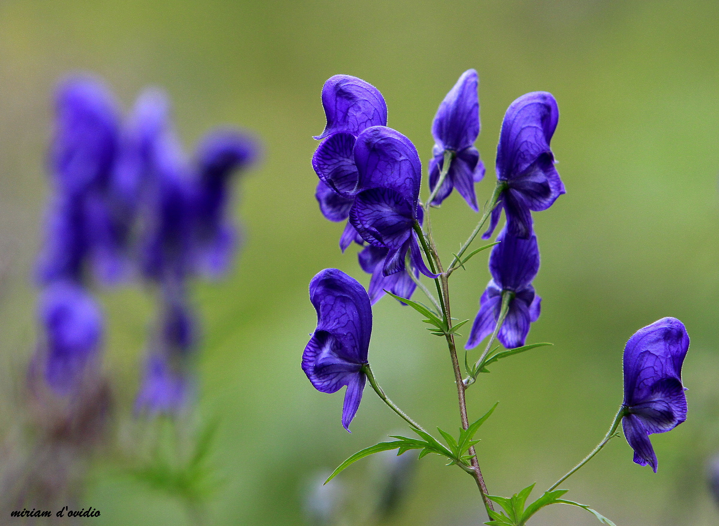 Aconitum napellus