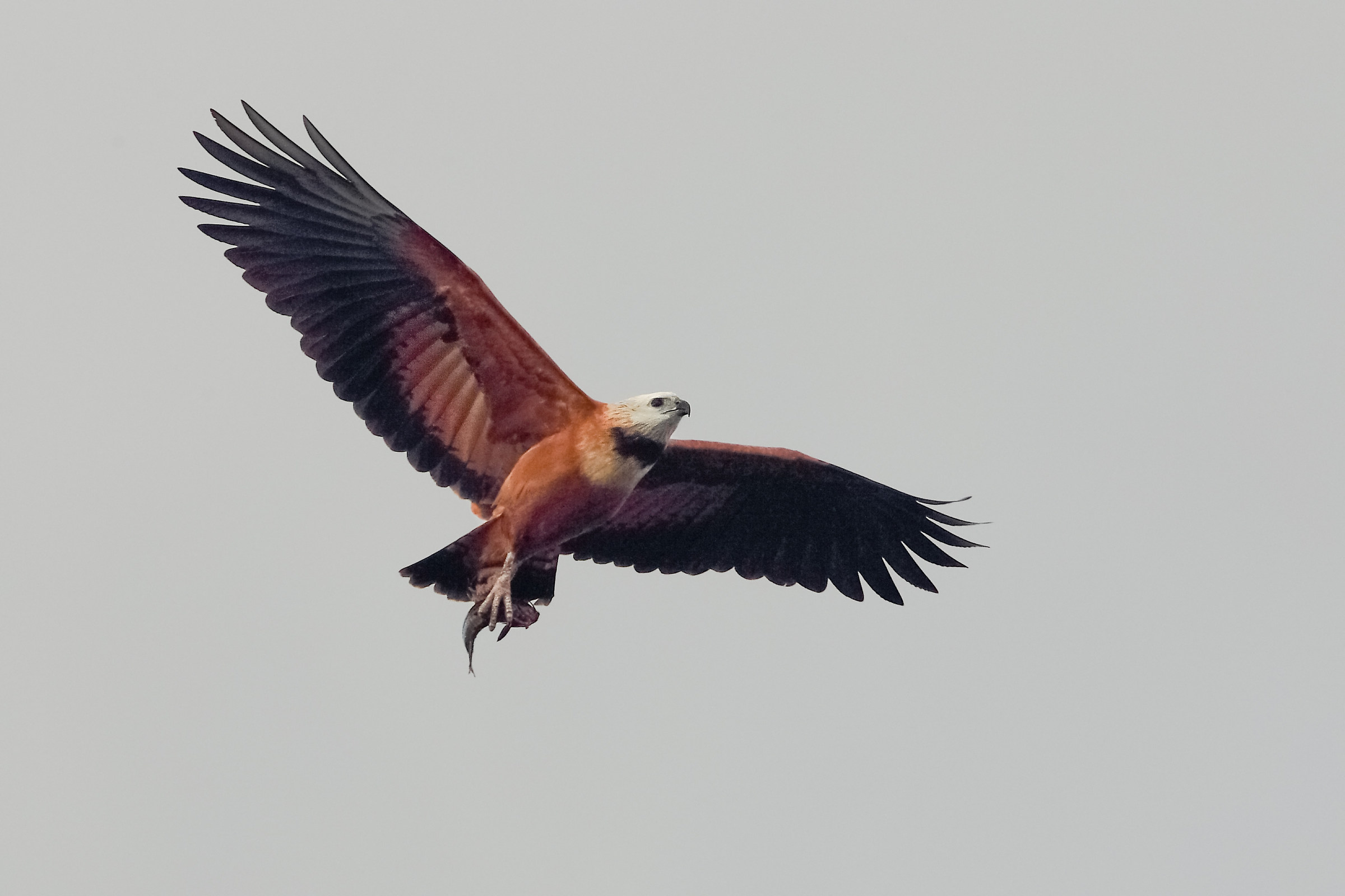 Poiana dal collare nero