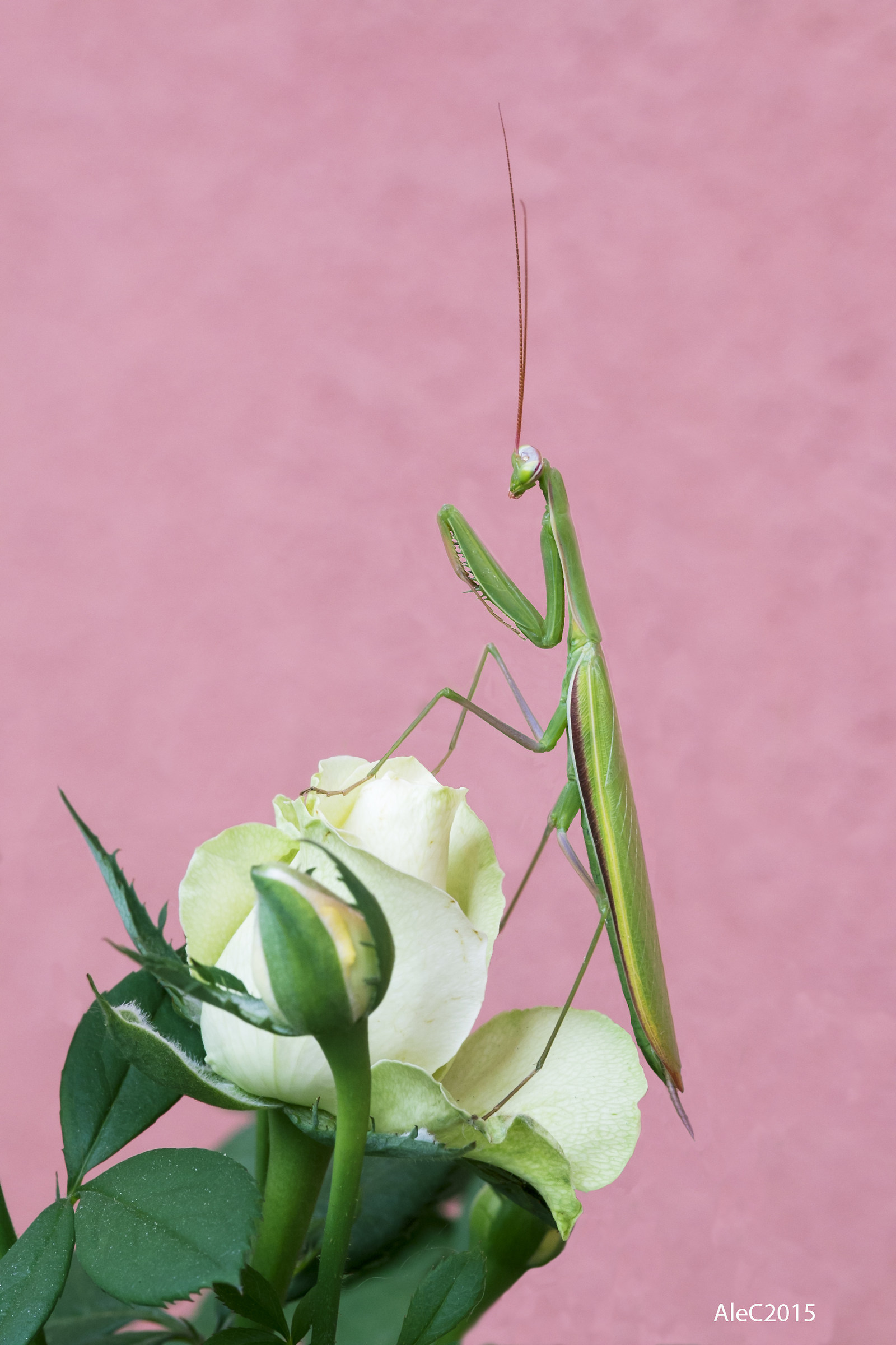 Praying mantis
