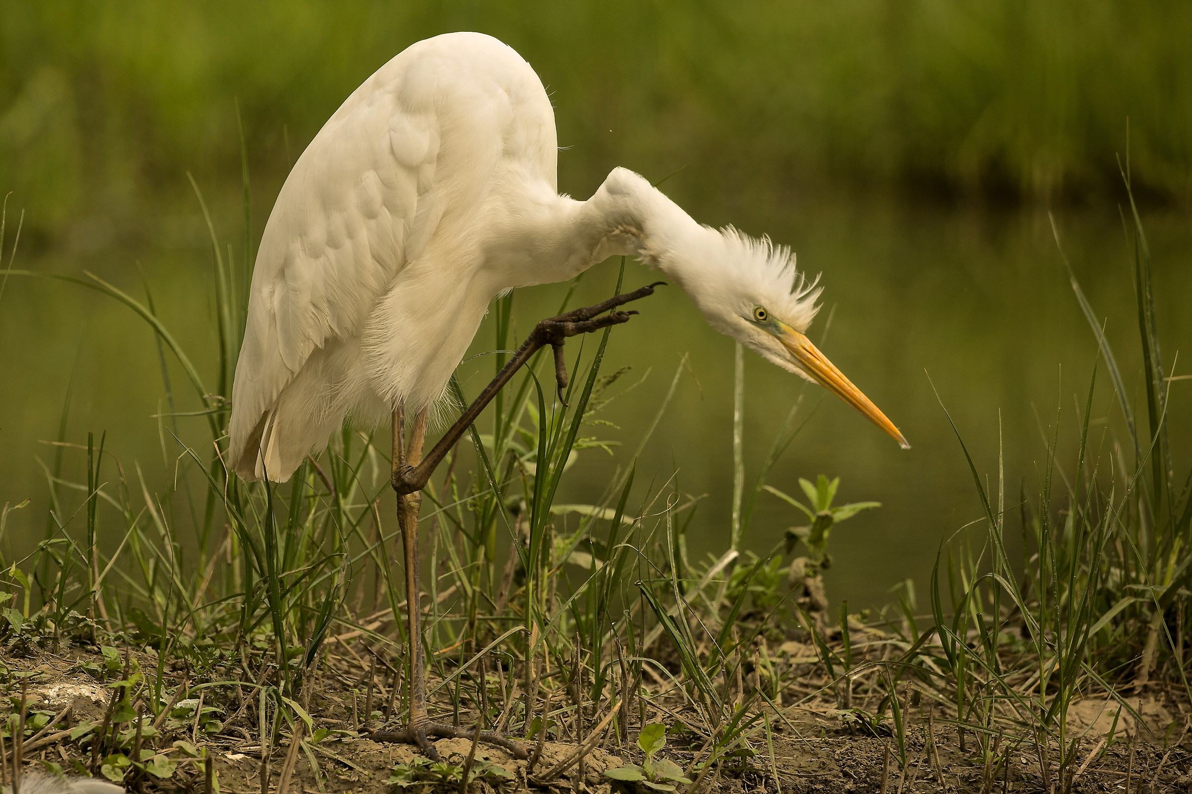 grattatina di airone bianco
