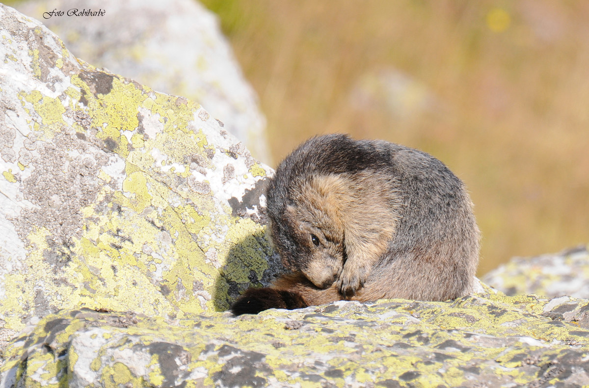 Marmottona coccolona