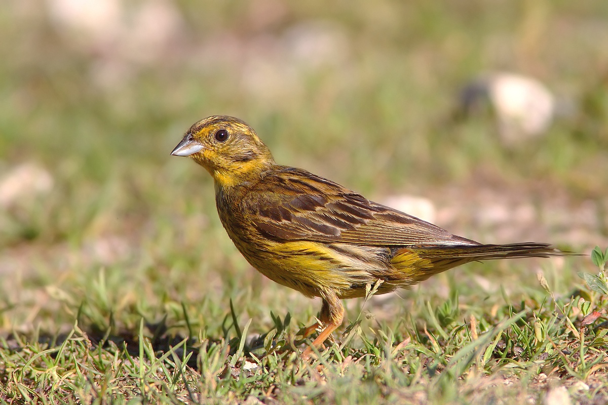 yellowhammer female