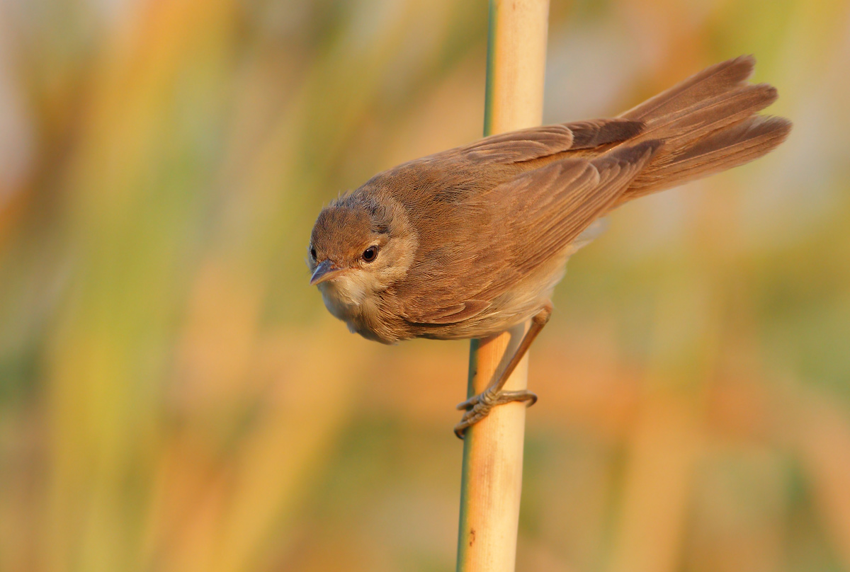 Young Warbler (or reed warbler)