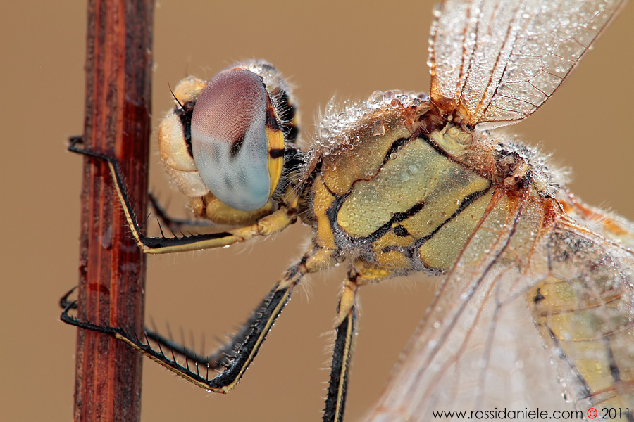 Sympetrum fonscolombii