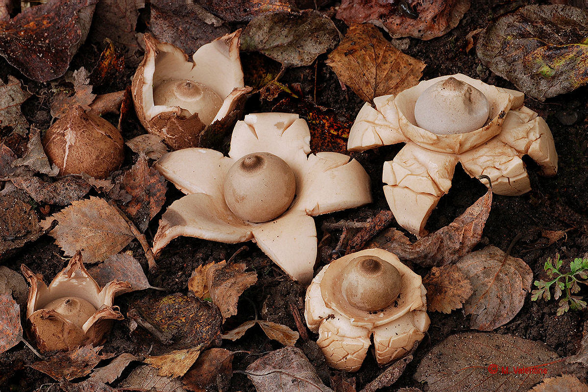 Collare Earthstar - Geastrum triplex
