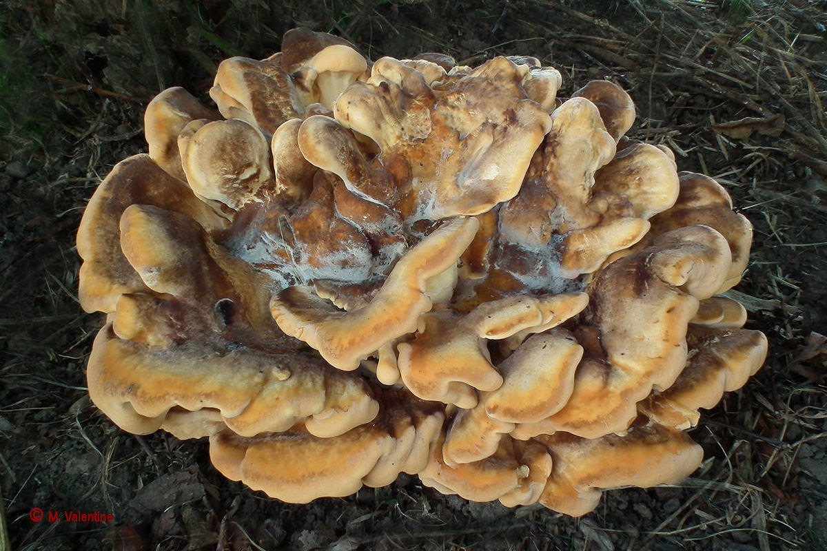 Giant Polypore - Meripilus giganteus
