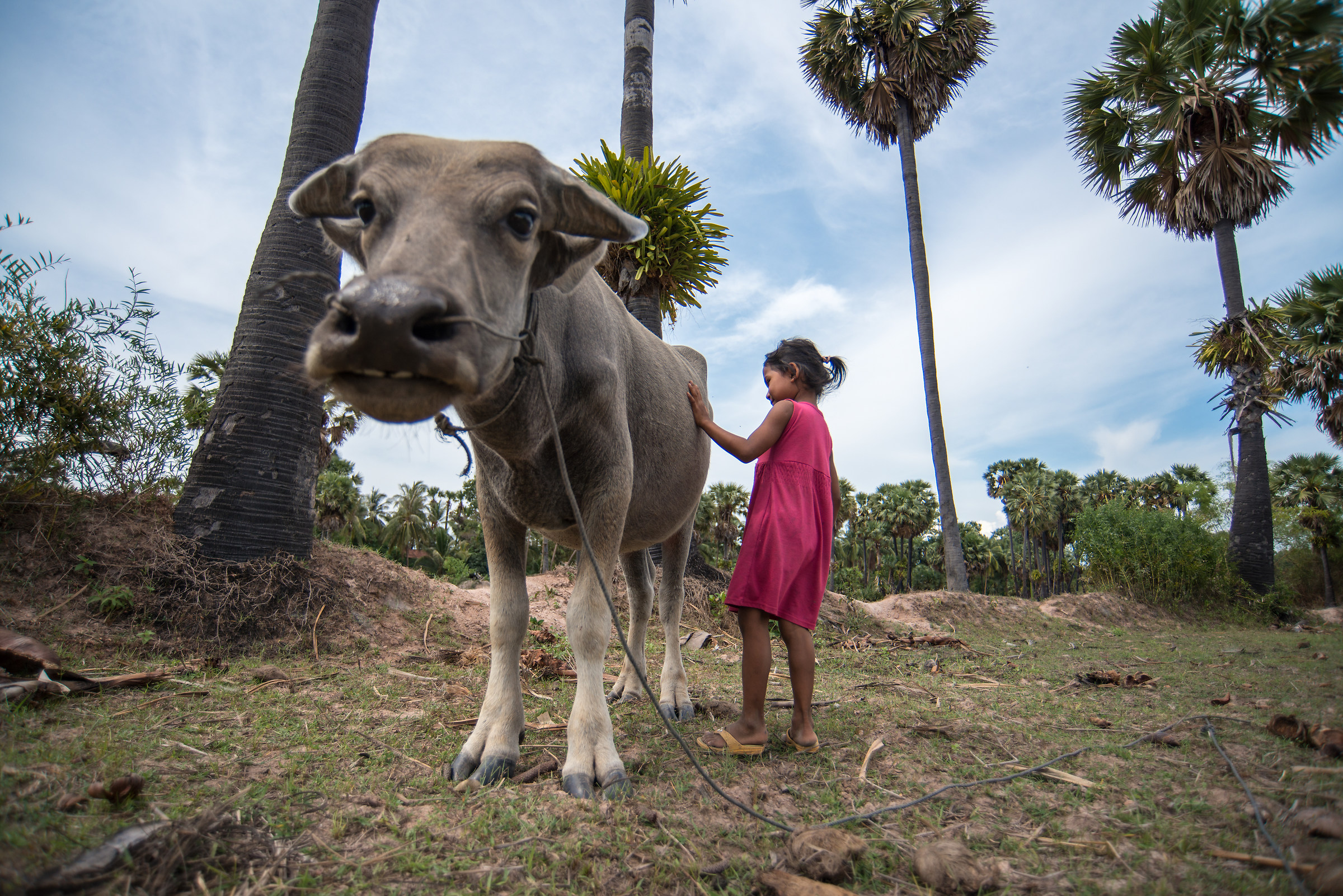 Water buffalo e giovane cowgirl