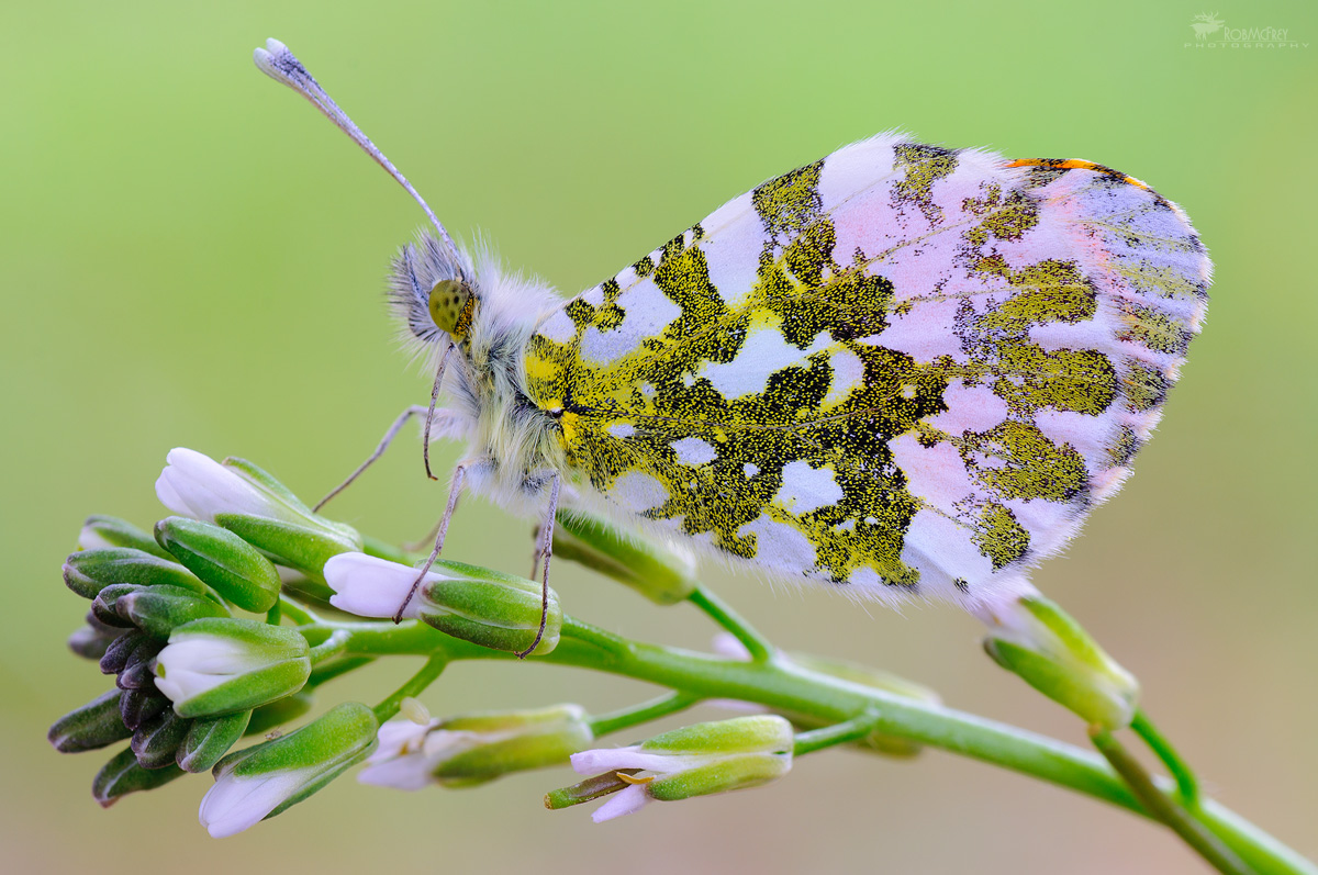 Anthocharis cardamines