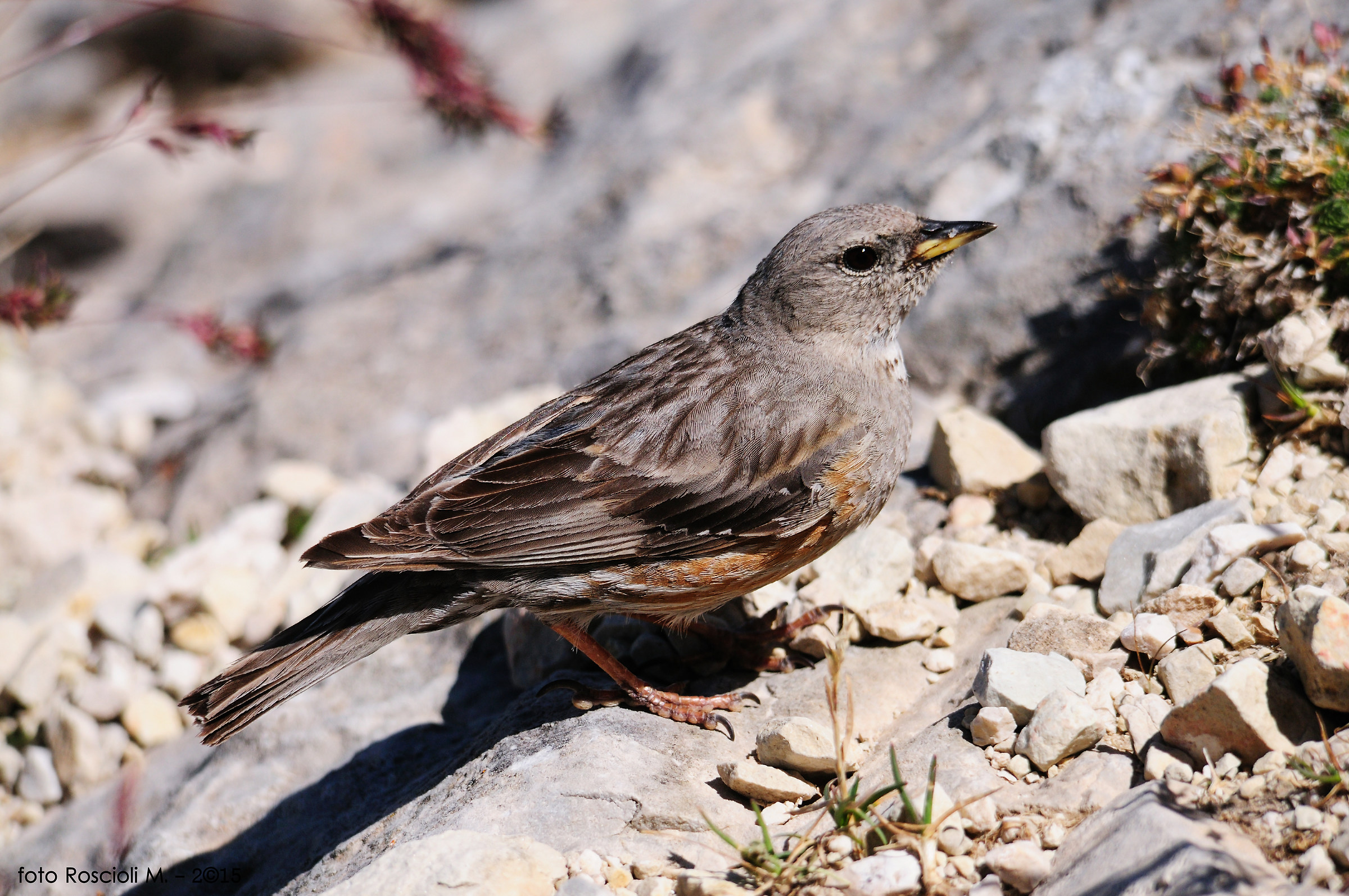 Sordone - Prunella Collaris