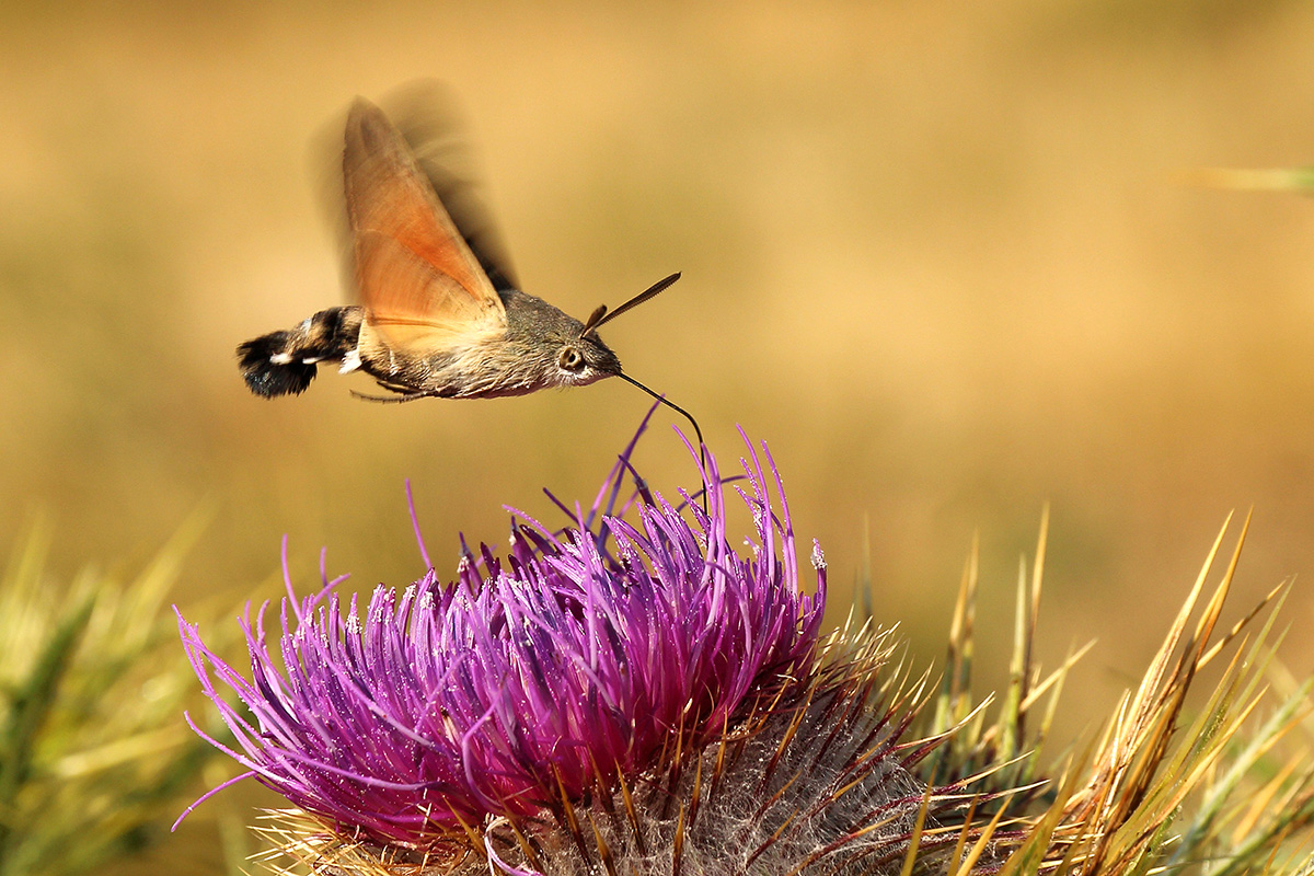 Farfalla Colibrì