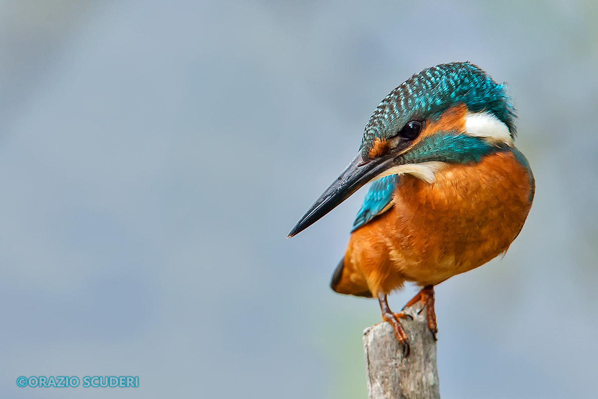 Alcedo atthis