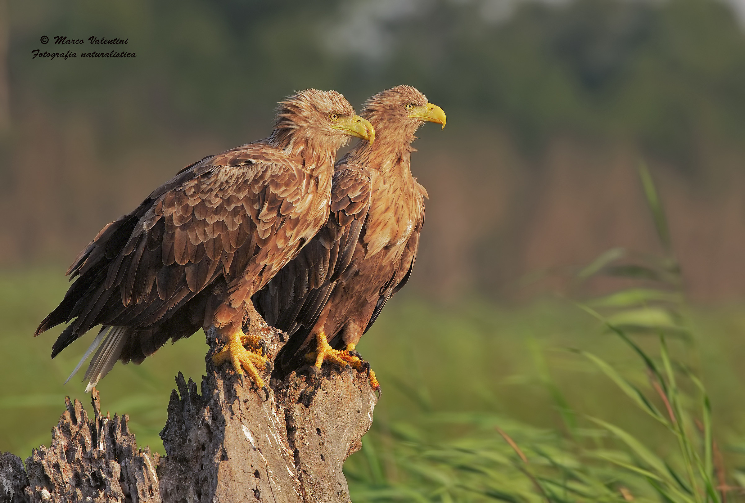 The first rays of the king and queen