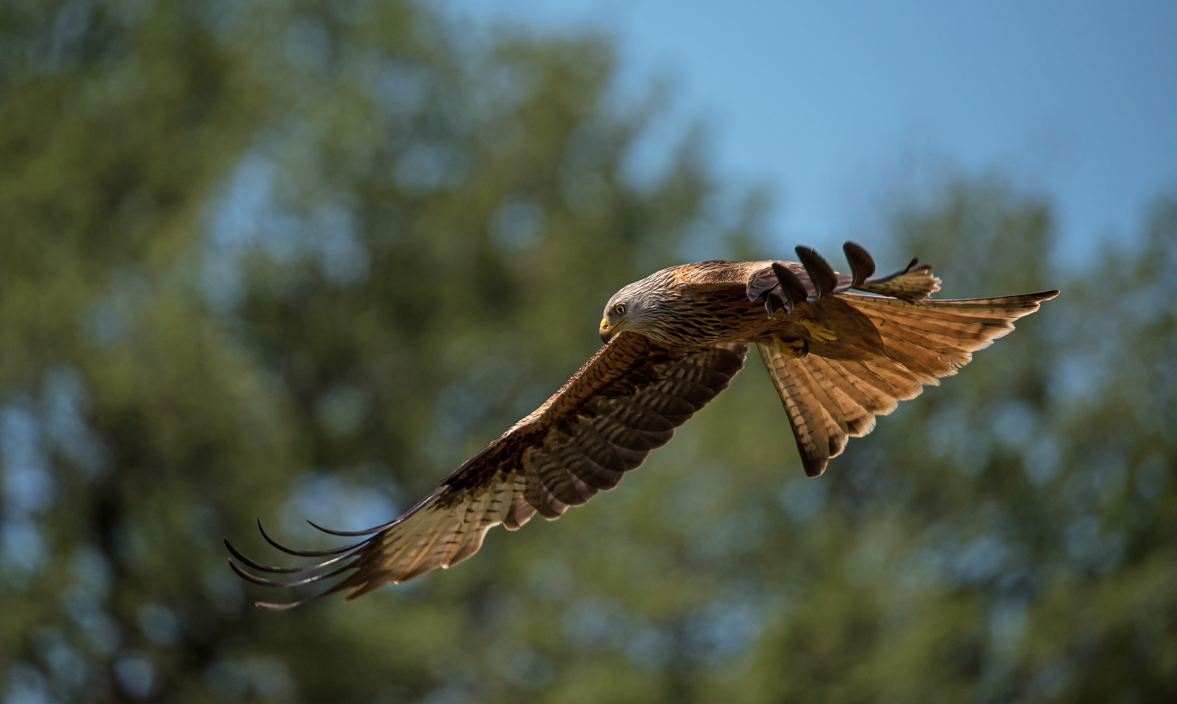 Nibbio Reale. dedicata ad Antonio e Paolo