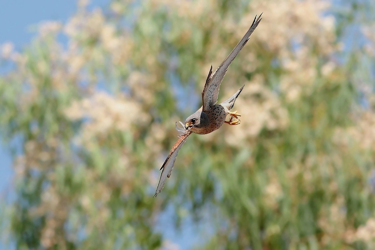 Grillaio maschio con preda in picchiata
