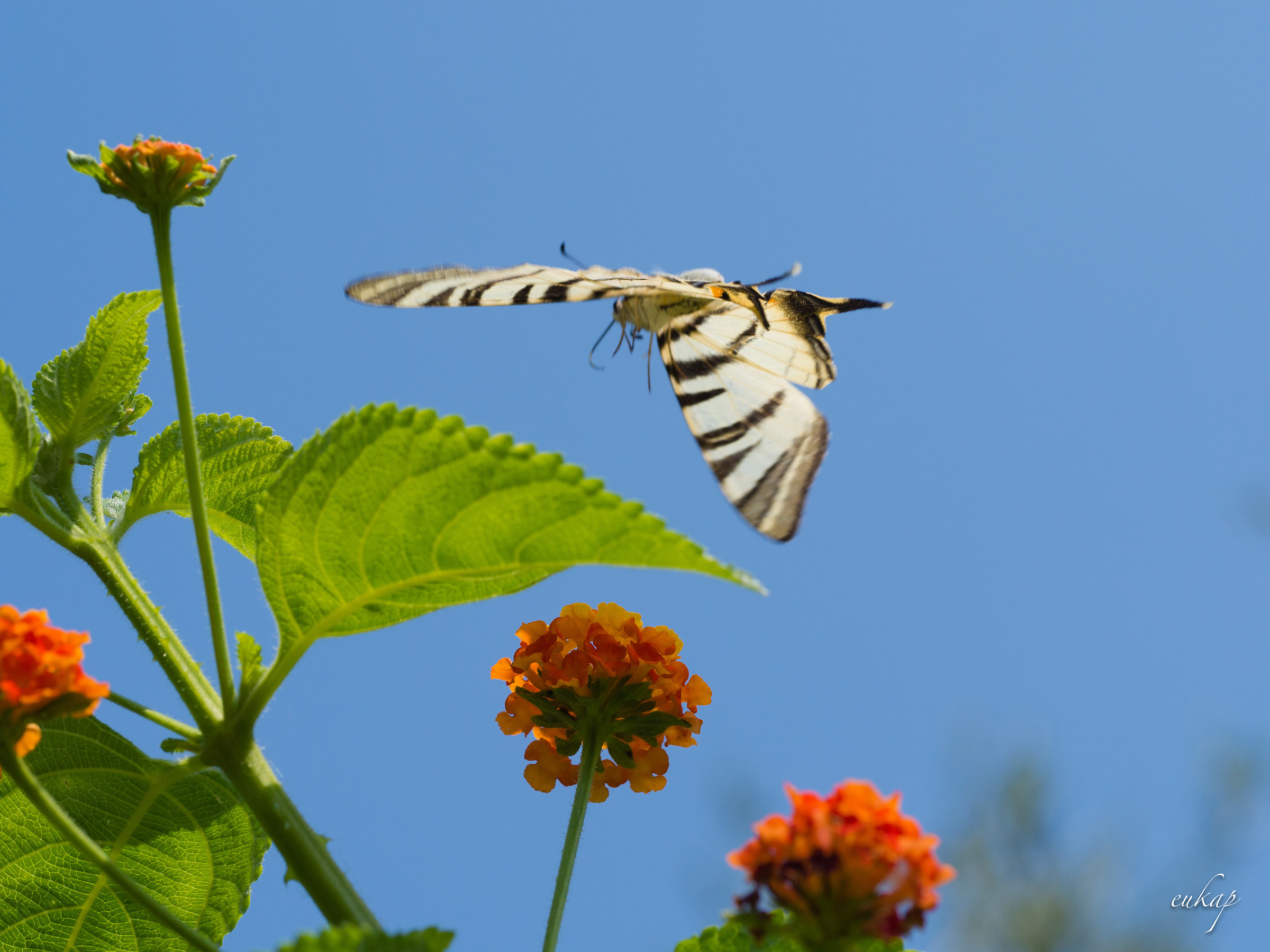Podalirius in flight