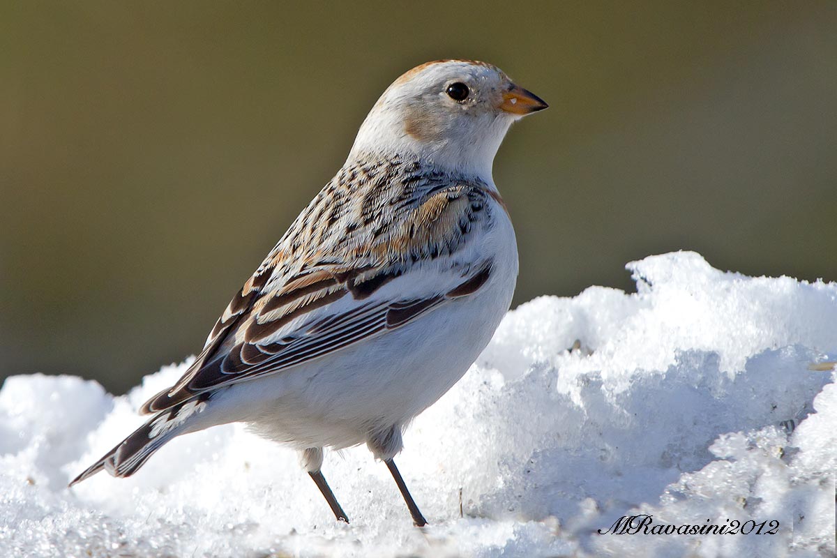 Zigolo delle nevi, maschio ad  in abito invernale