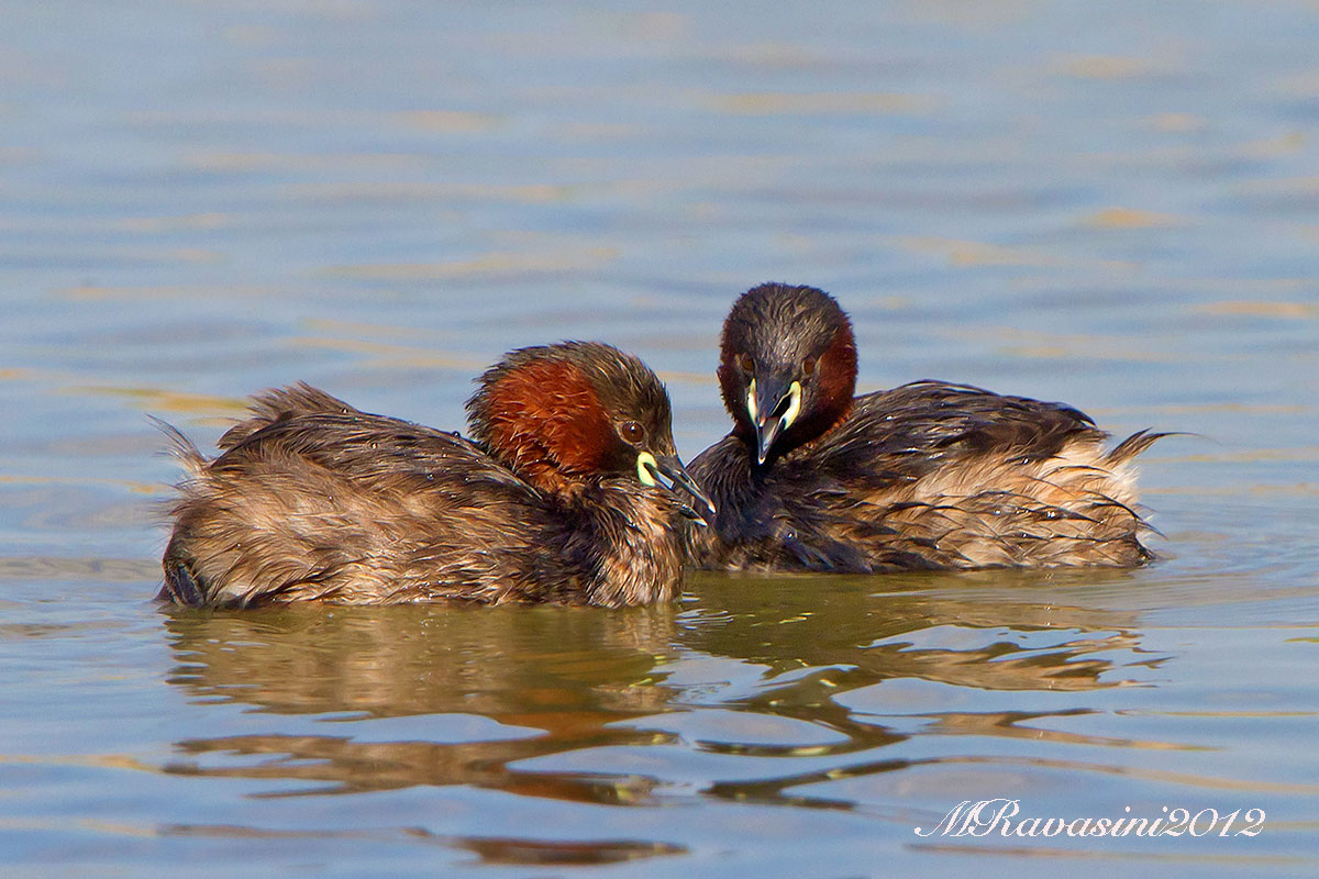 Tuffetti in atteggiamento territoriale