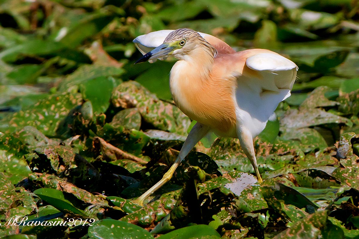 Sgarza ciuffetto adulto