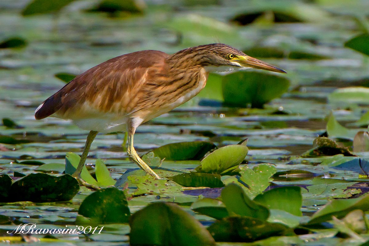 Sgarza ciuffetto giovane