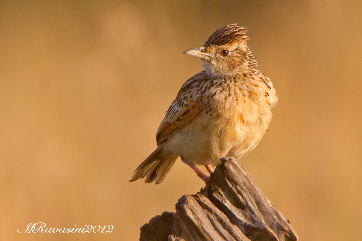Rufous-naped Lark, Mirafra africana