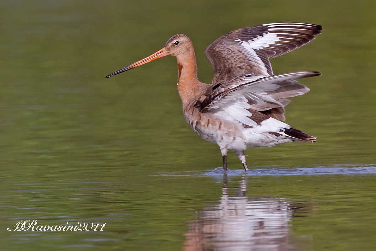Pittima reale, maschio adulto in abito nuziale.