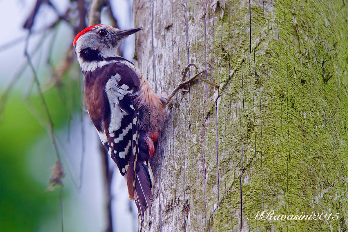 Picchio rosso mezzano maschio adulto