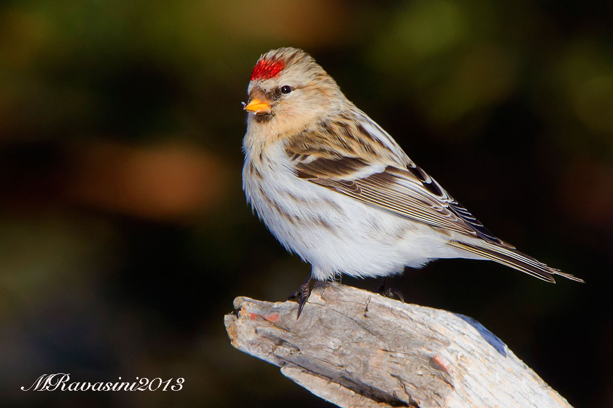 Organetto artico adulto