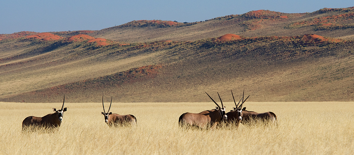 The oryx with one horn