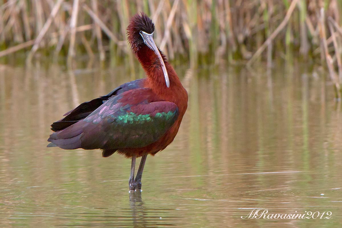 Mignattaio adulto in abito nuziale