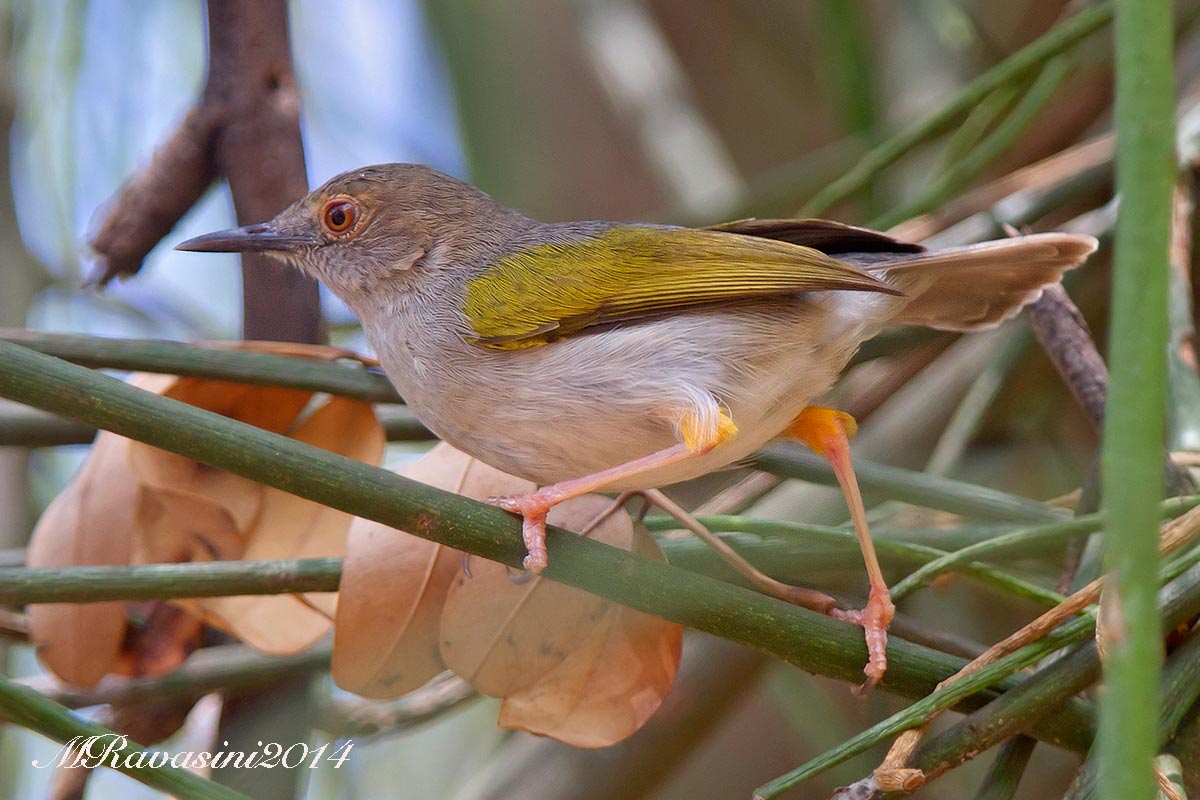 Grey,backed Camaroptera, Camaroptera brachyura