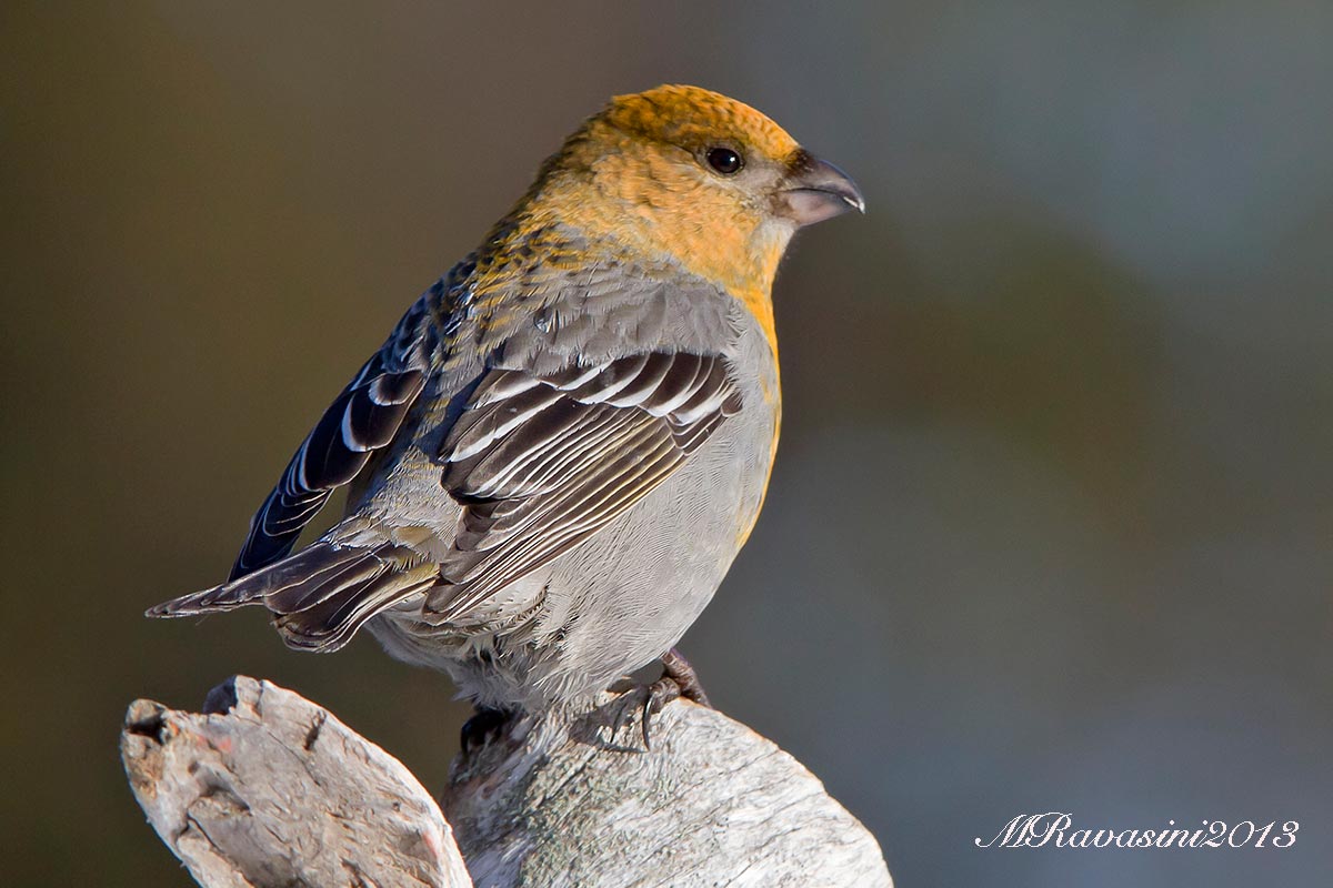 Ciuffolotto delle pinete, femmina adulta