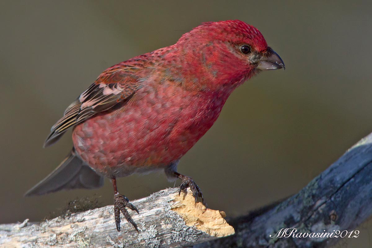 Ciuffolotto delle pinete maschio adulto