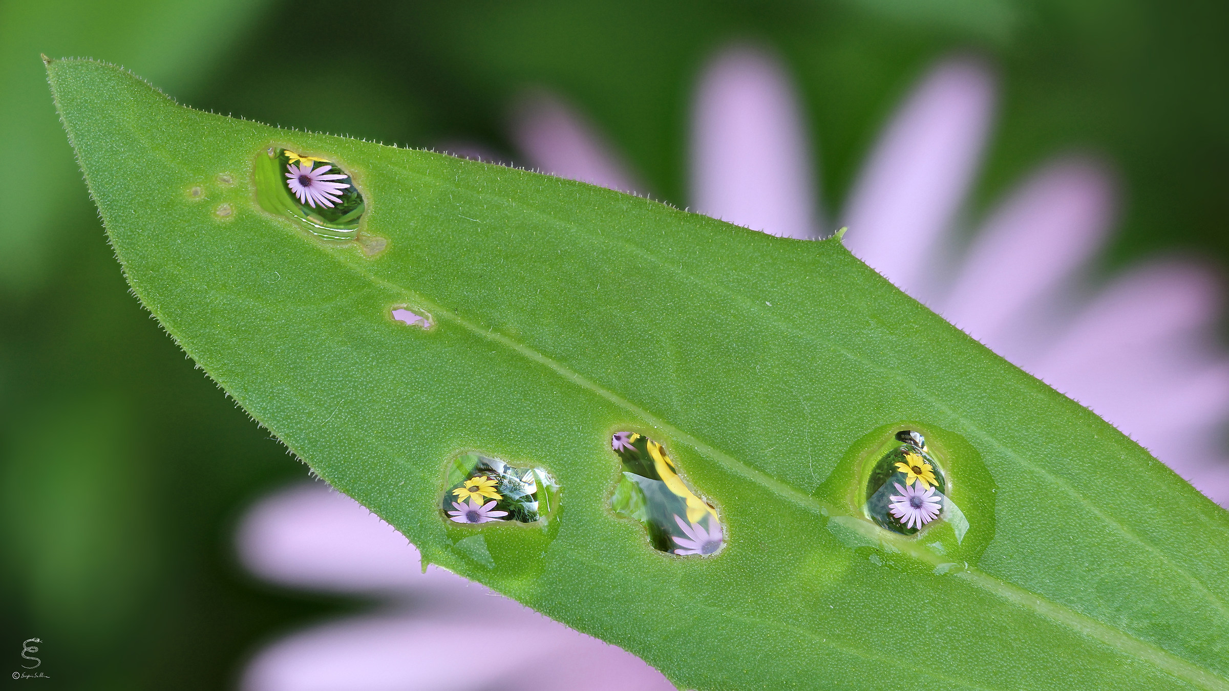 The drops in the holes