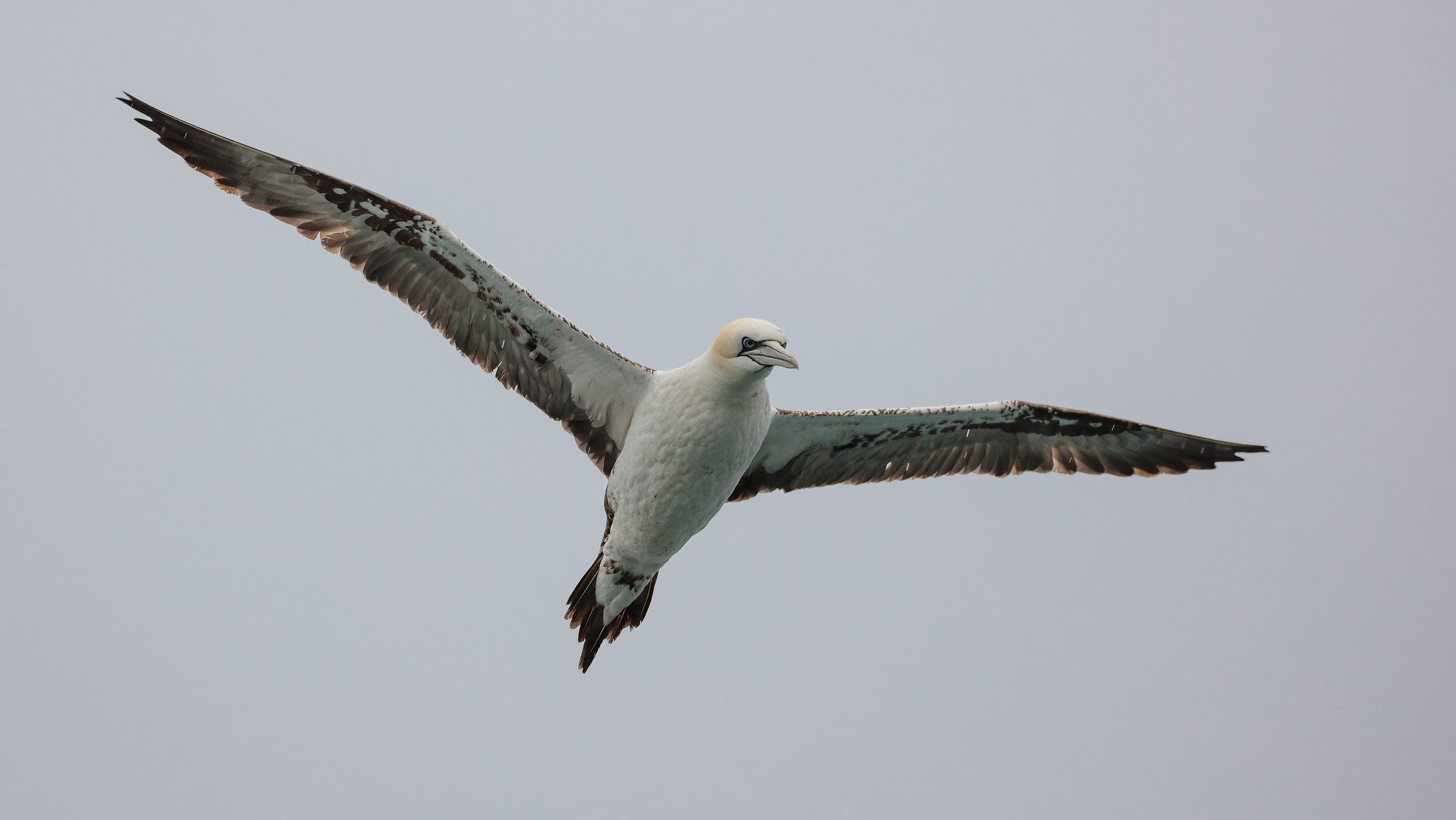 Sula bassana - Les Sept Iles