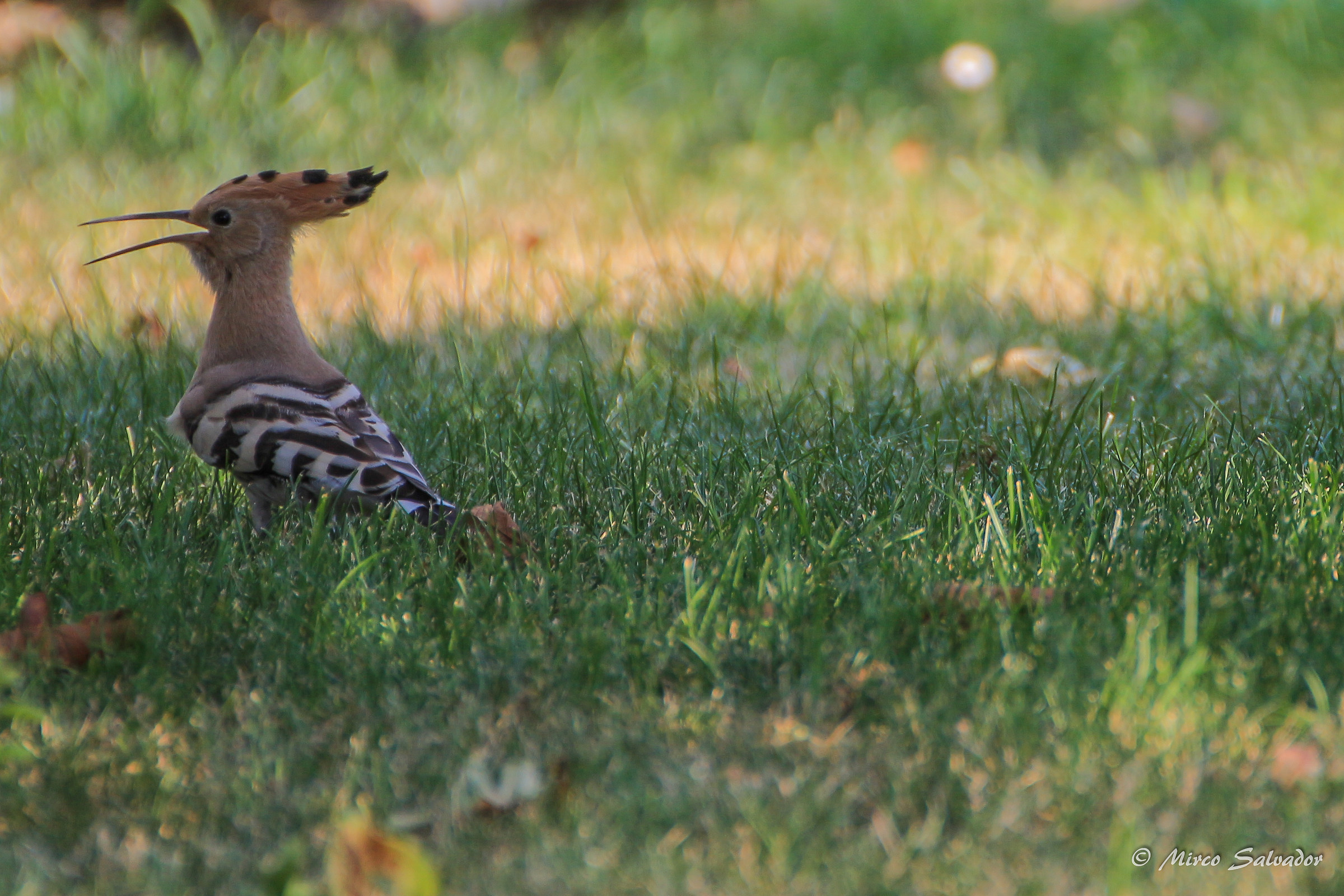 hoopoe 3