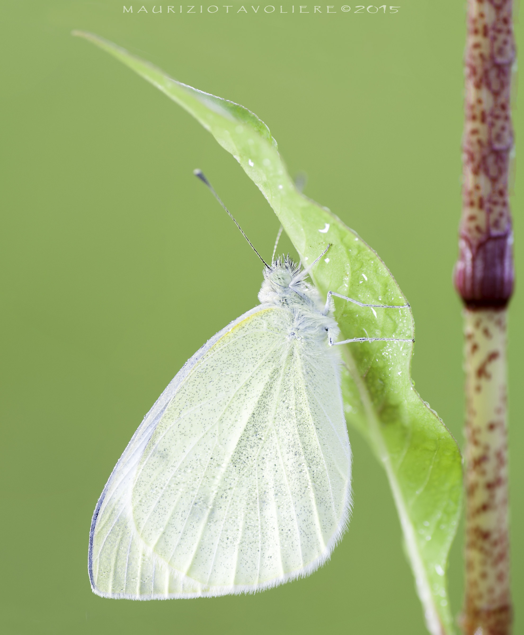 Pieris Sp.
