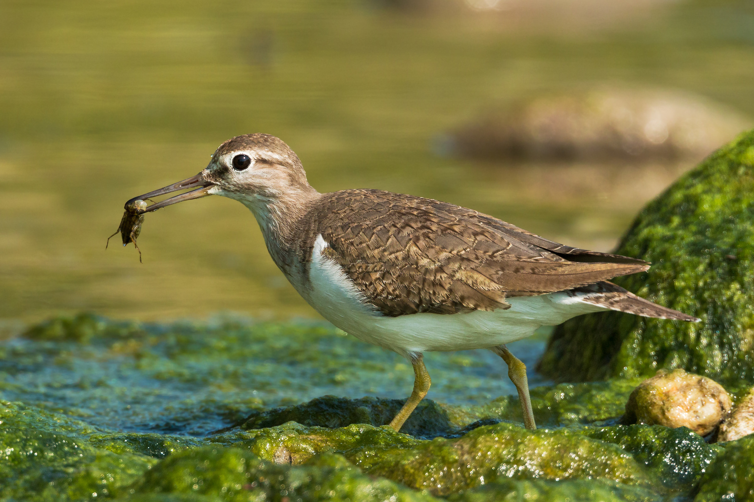 piro piro piccolo con larva di libellula