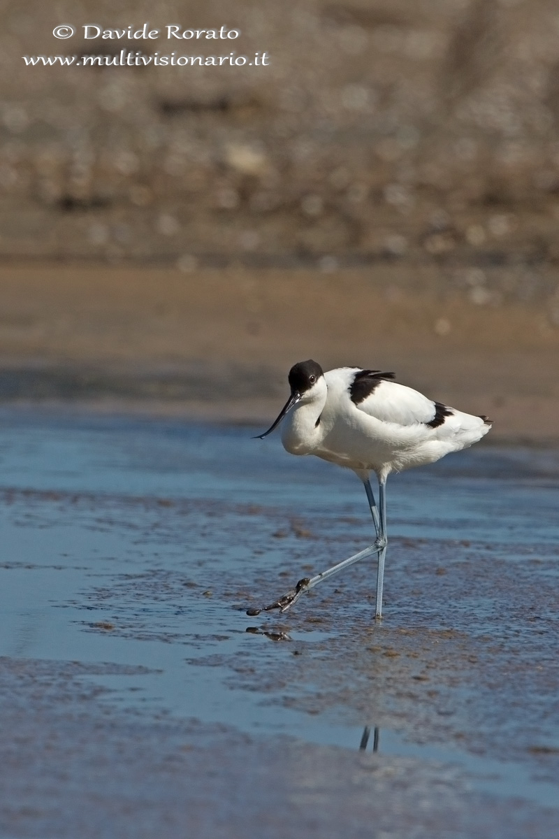 avocet