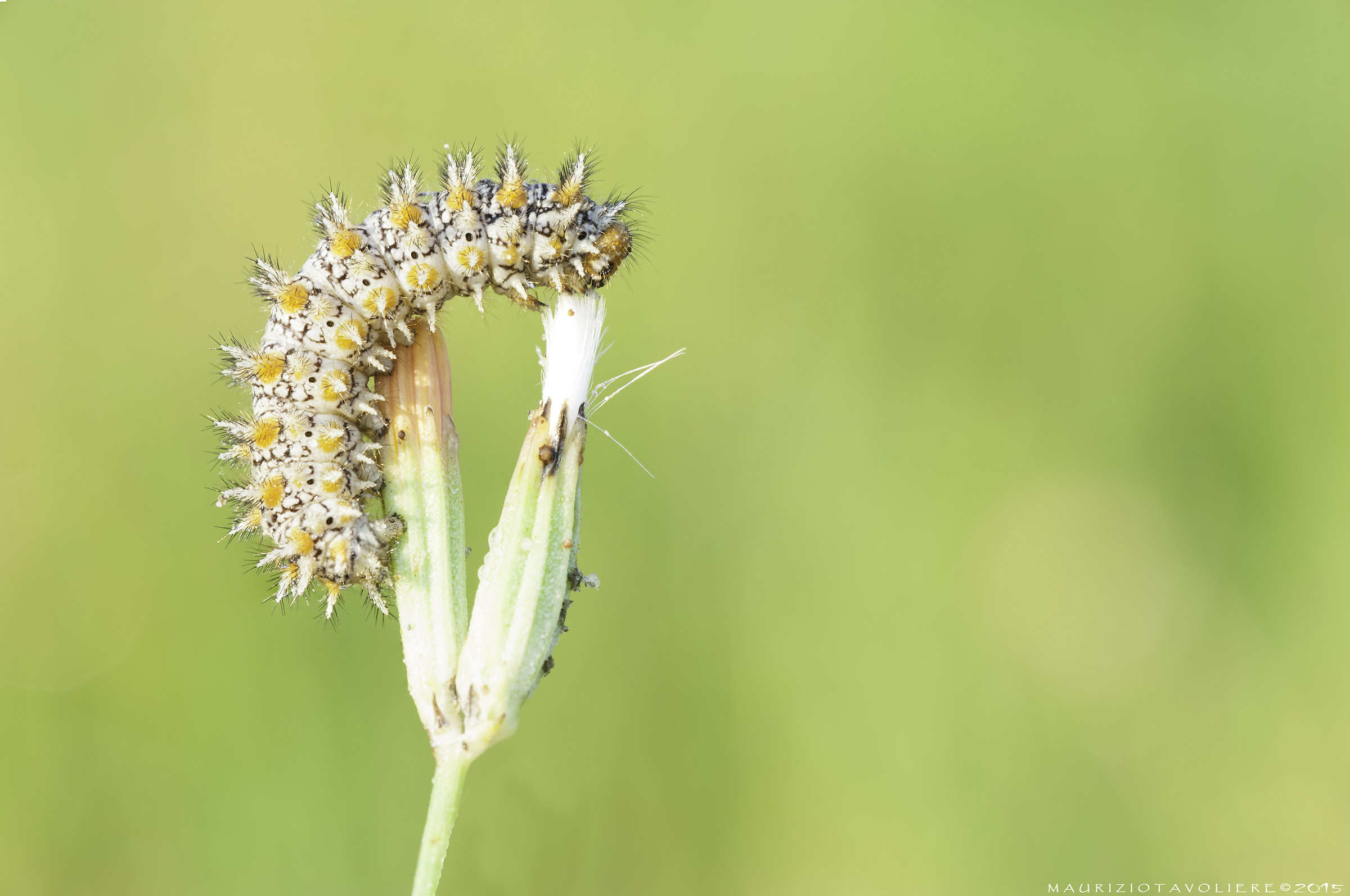 Caterpillar Melitaea sp.