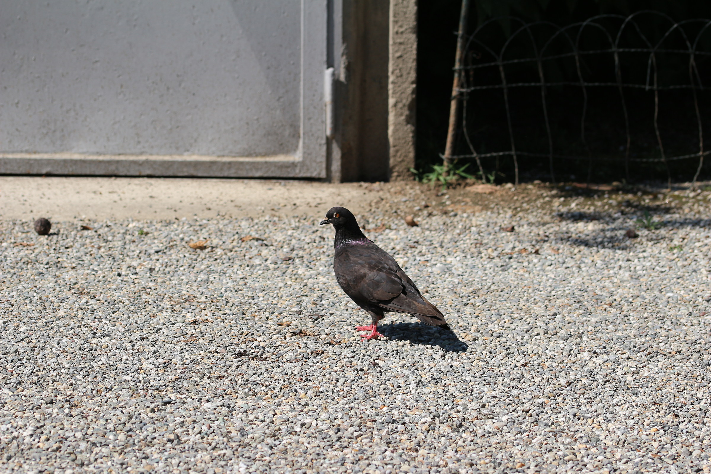 only vague and insole for garden