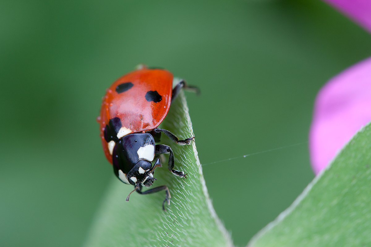 Evidence of the macro: Ladybug