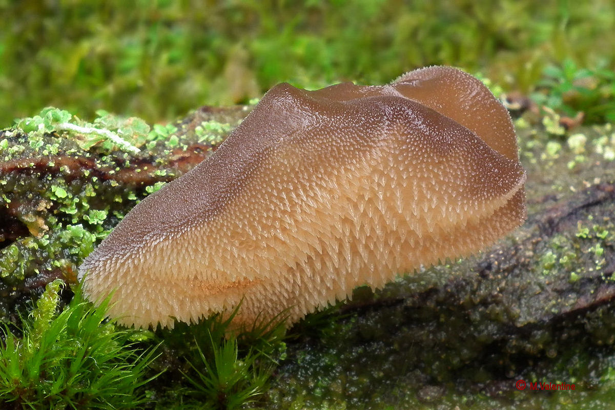 Jelly Tooth - Pseudohydnum gelatinosum