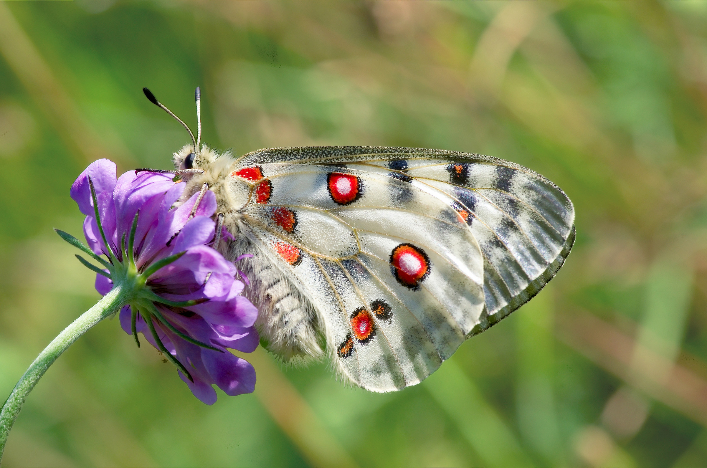 parnassius apollo