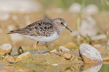 Calidris temminckii