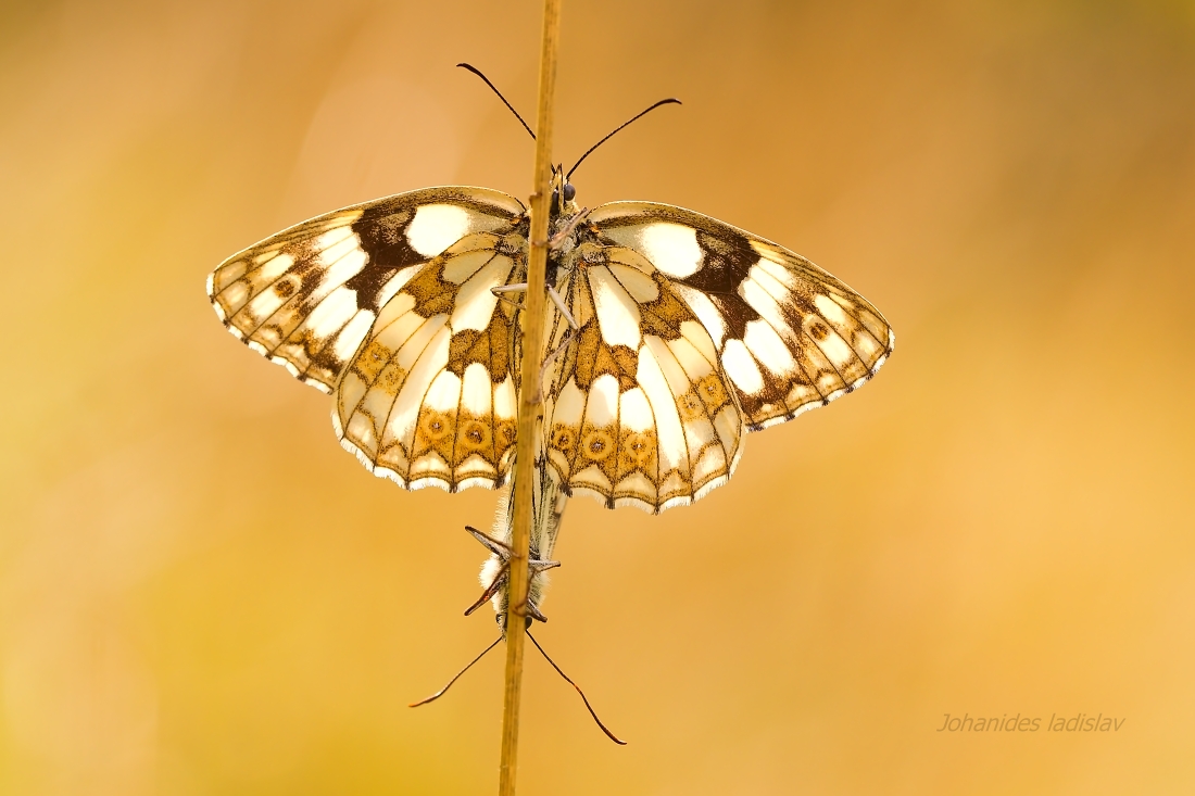 o? ka? timotejkov - Melenargia galathea