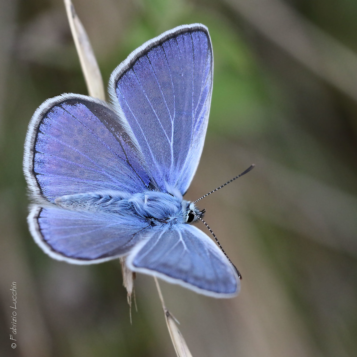 Polyommatus icarus M.