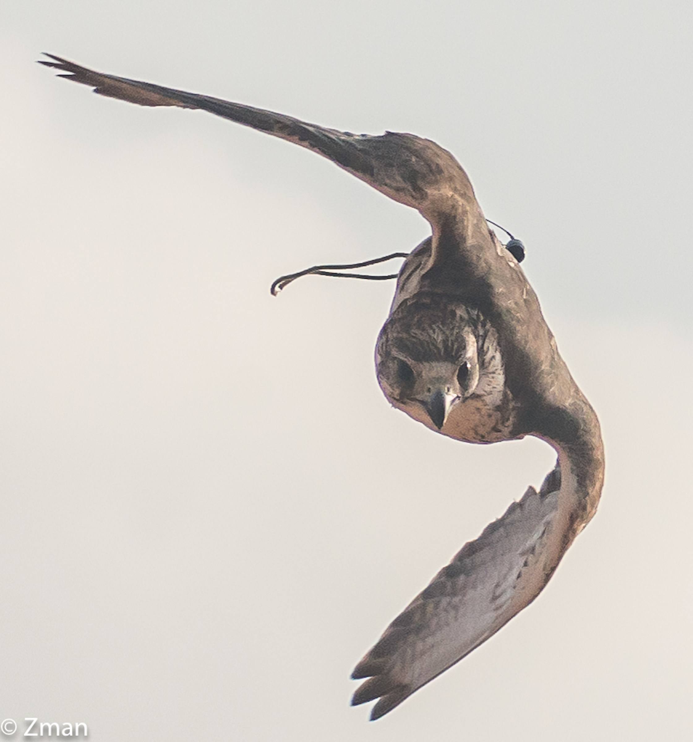 Falcon in Attack Mode