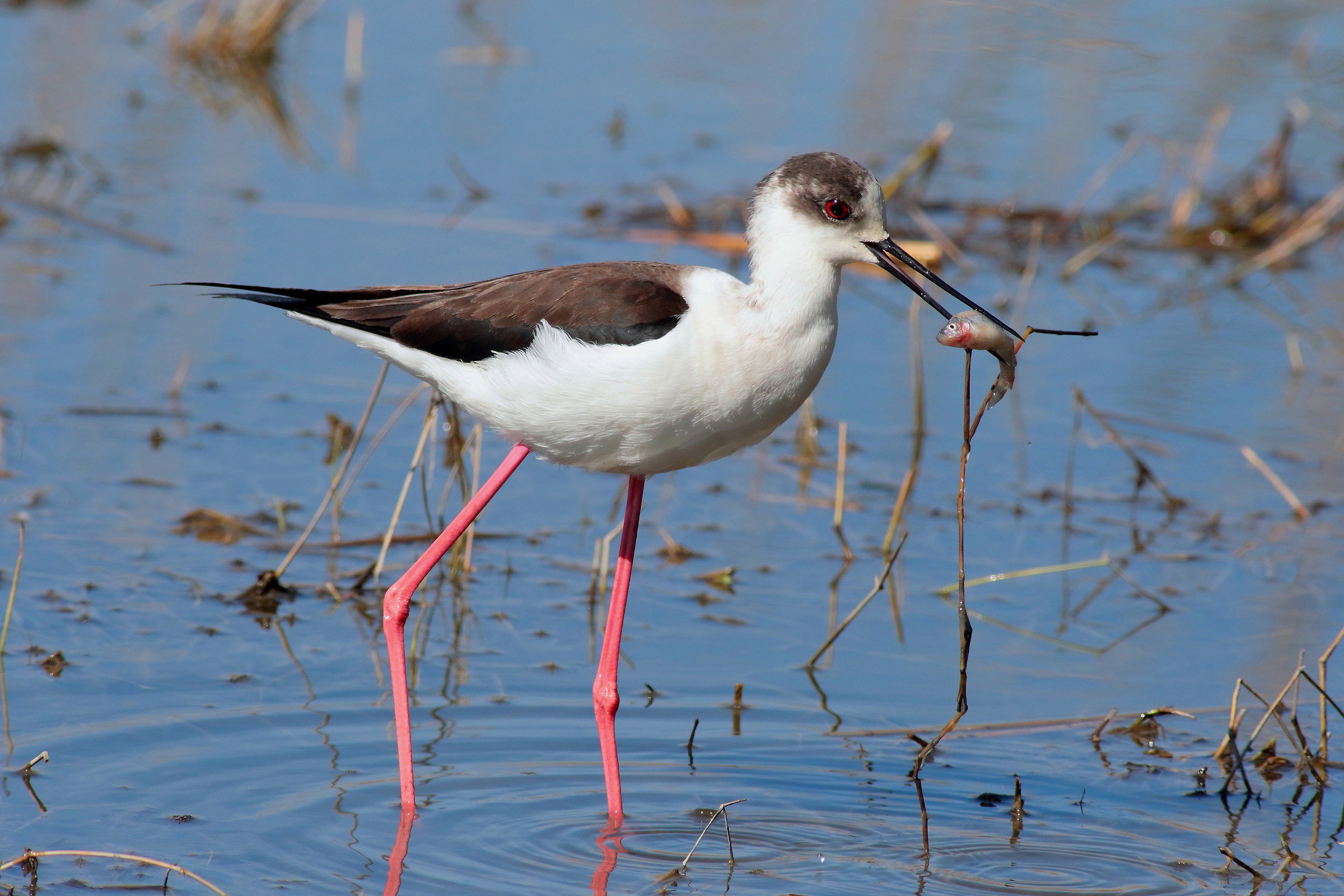 cavagliere d italia con preda